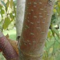 Betula albosinensis var.septentrionalis ecorce